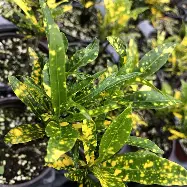 Croton Lluvia de Oro