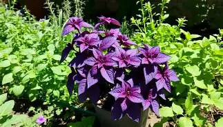 Albahaca Morada Campesina