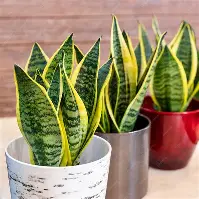 Sansevieria Trifasciata