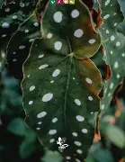 Begonia Maculata (Alas de Ángel)