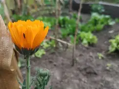 Caléndula Bogotana