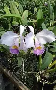 Orquídea Cattleya Trianae