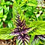 Albahaca Morada Campesina