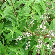 Cidrón (Hierba Luisa)