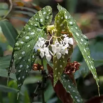 Begonia Maculata (Alas de Ángel)