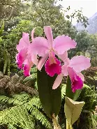 Orquídea Cattleya Trianae