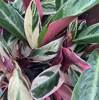 Calathea Sanguinea