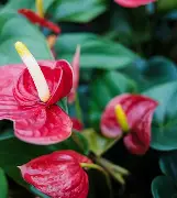Anturio Rojo Colombiano